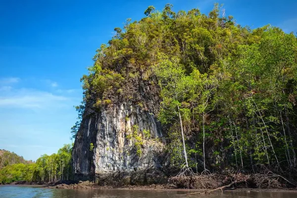 Tour Along Mangrove Jungles & Lunch  | Langkawi — изображение 5