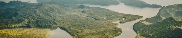 Tour Along Mangrove Jungles & Lunch  | Langkawi