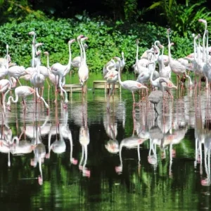 BIRD PARK + KUALA LUMPUR