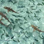 ADVENTURE TO PAYAR ISLAND