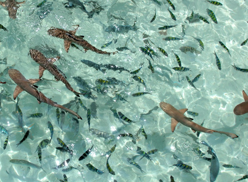 ADVENTURE TO PAYAR ISLAND