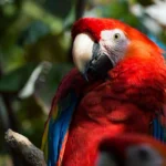 ANIMAL WORLD OF LANGKAWI