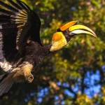 ANIMAL WORLD OF LANGKAWI