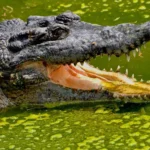 ANIMAL WORLD OF LANGKAWI