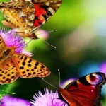 GARDENS AND PARKS OF PENANG