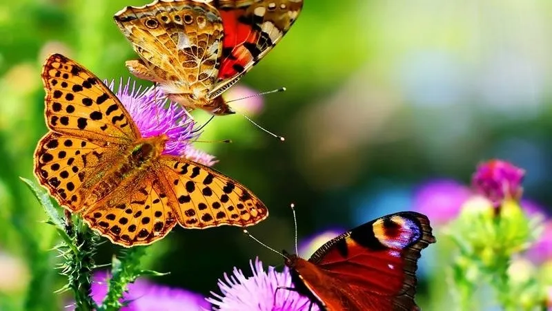 GARDENS AND PARKS OF PENANG