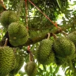 GARDENS AND PARKS OF PENANG