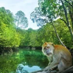 MANGROVE FOREST TOUR