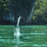 MANGROVE FOREST TOUR