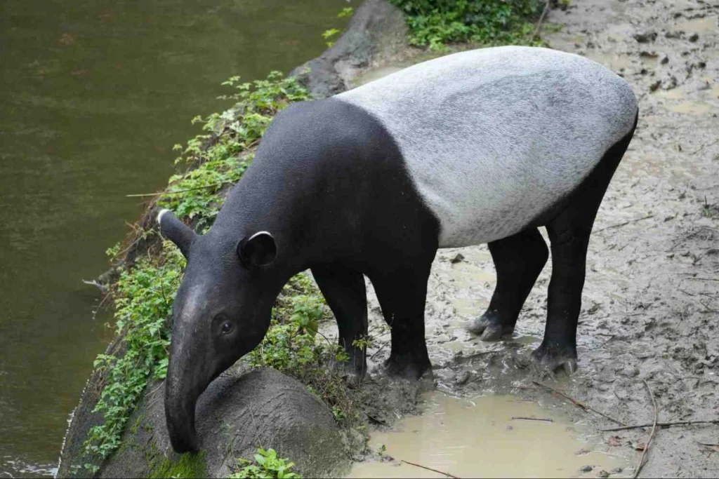 Belum Rainforest - Best Places to Visit for Couples in Malaysia